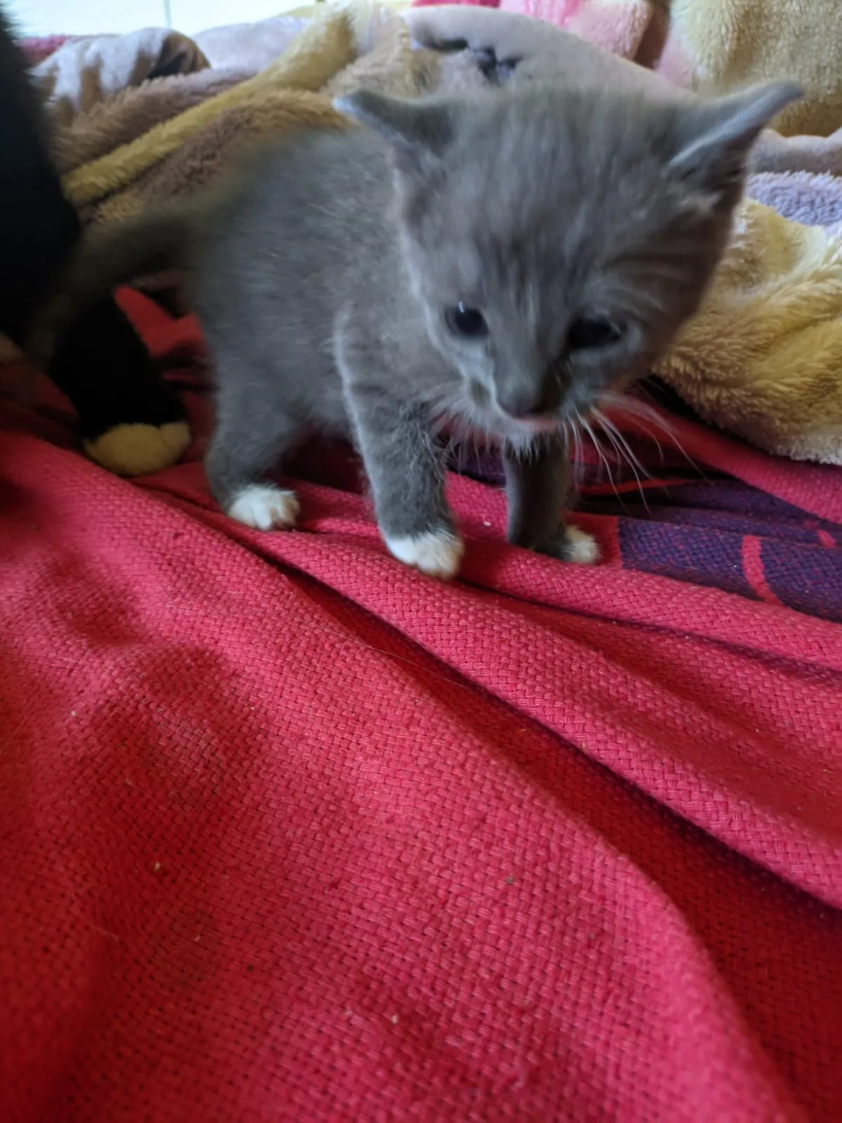 Adoção de Gato Mauá/SP | Gatinhos filhotes | 2 a 6 meses | Raça Preto, cinza,tigrado | tamanho Pequeno | foto 2