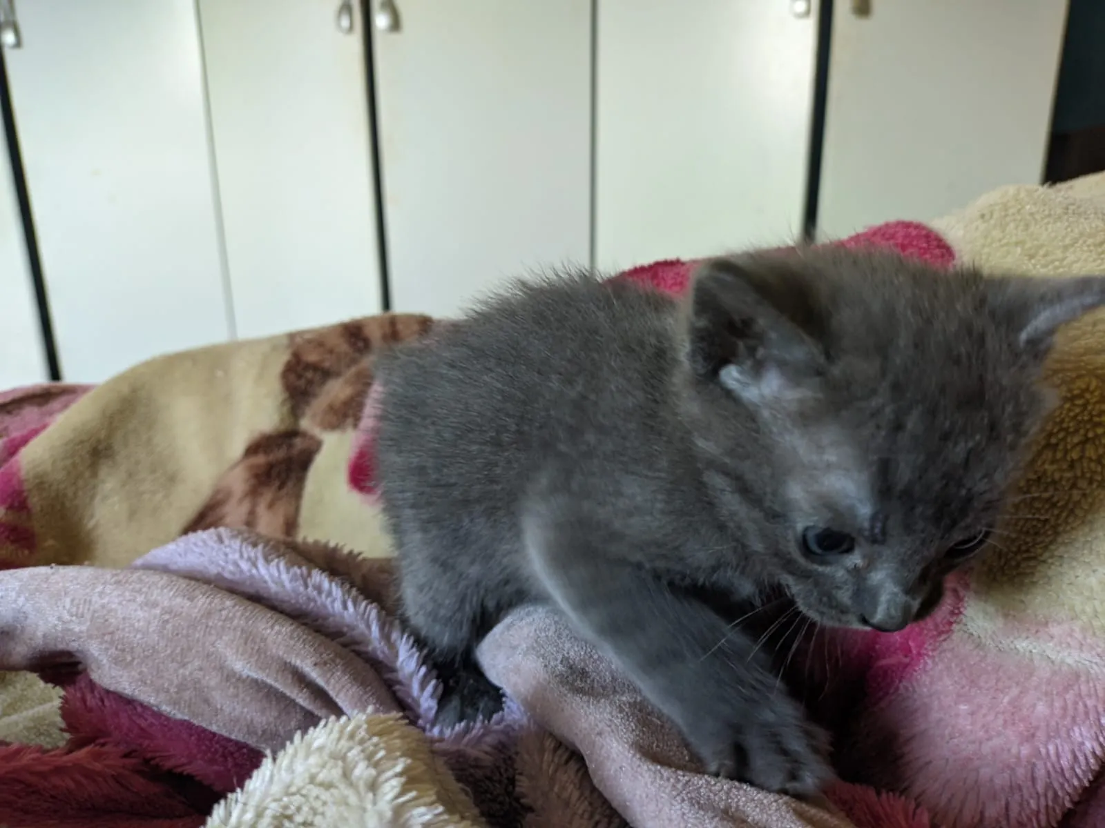 Adoção de Gato Mauá/SP | Gatinhos filhotes | 2 a 6 meses | Raça Preto, cinza,tigrado | tamanho Pequeno | foto 3