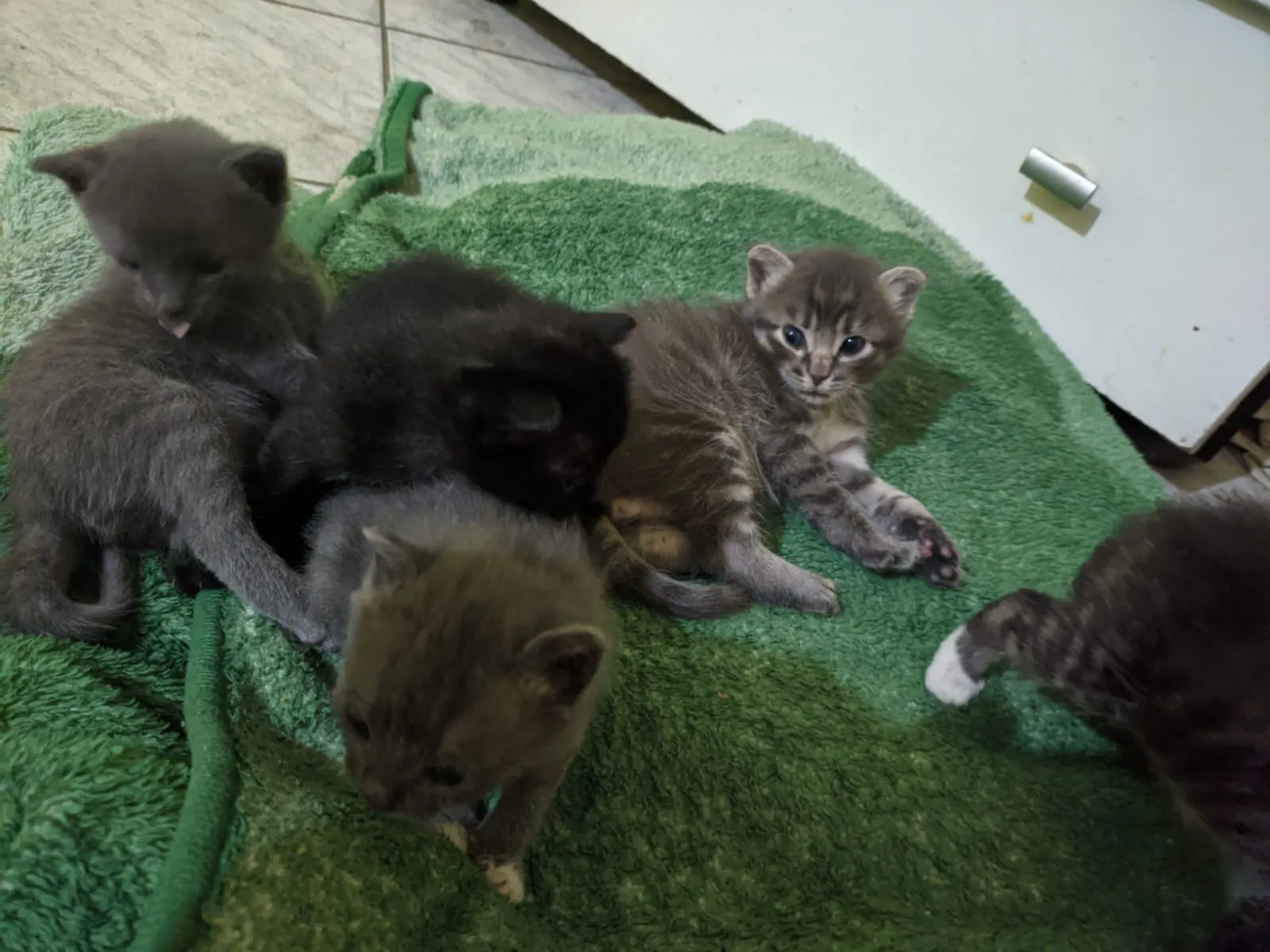 Adoção de Gato Mauá/SP | Gatinhos filhotes | 2 a 6 meses | Raça Preto, cinza,tigrado | tamanho Pequeno | foto 9