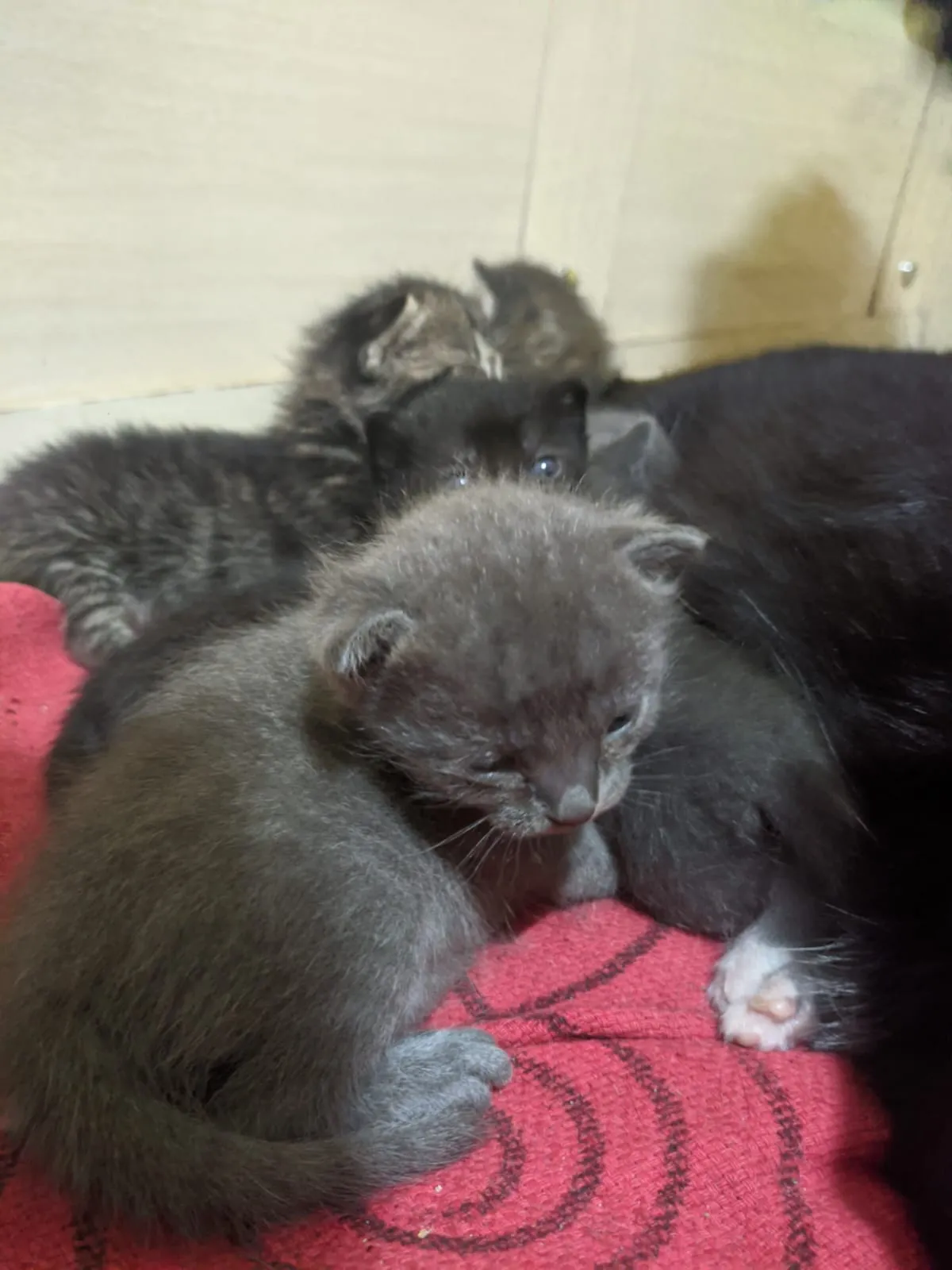 Adoção de Gato Mauá/SP | Gatinhos filhotes | 2 a 6 meses | Raça Preto, cinza,tigrado | tamanho Pequeno | foto 11