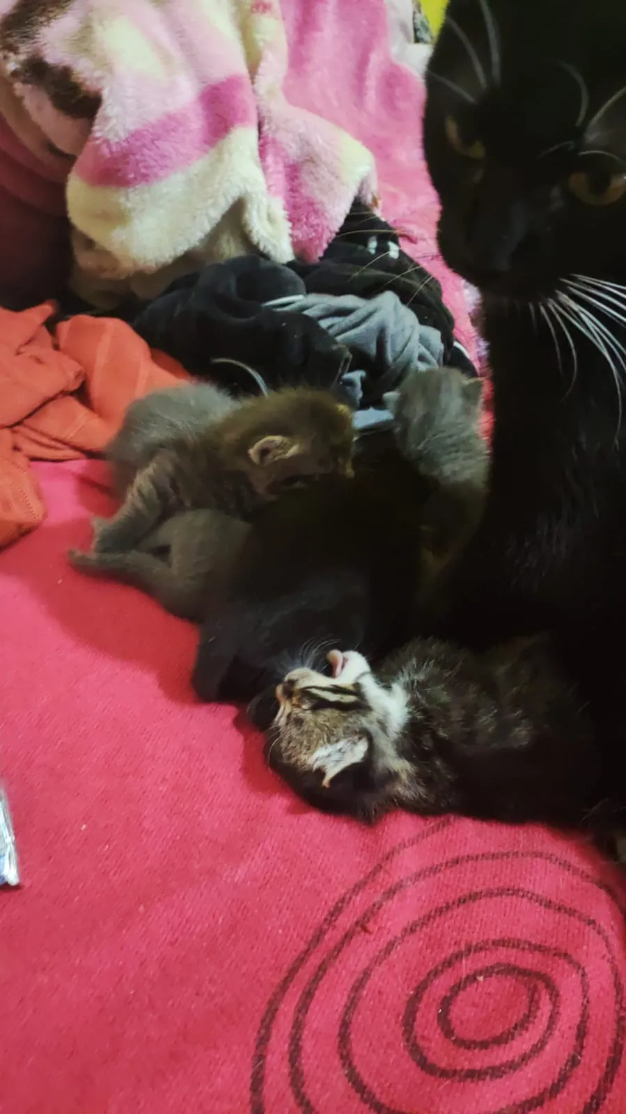 Adoção de Gato Mauá/SP | Gatinhos filhotes | 2 a 6 meses | Raça Preto, cinza,tigrado | tamanho Pequeno | foto 12