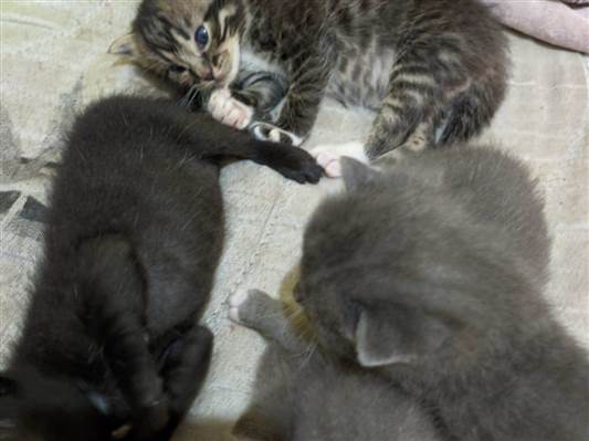 Gato Preto, cinza,tigrado Pequeno 2-a-6-meses