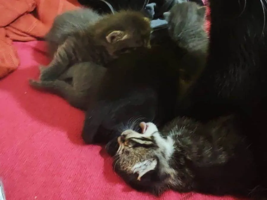 Adoção de Gato Mauá/SP | Gatinhos filhotes | 2 a 6 meses | Raça Preto, cinza,tigrado | tamanho Pequeno | foto 13
