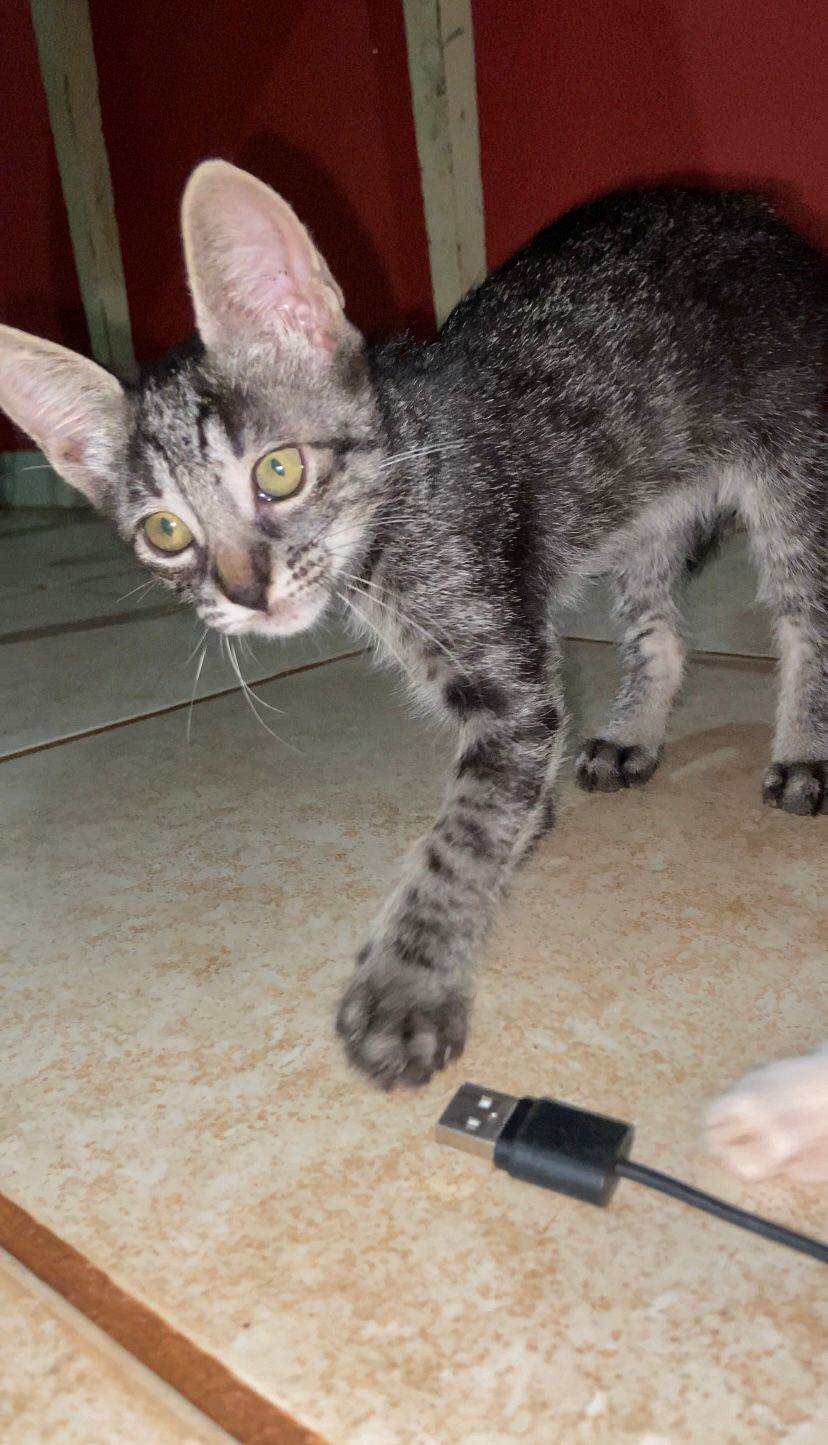 Mel  para adoção | foto 2