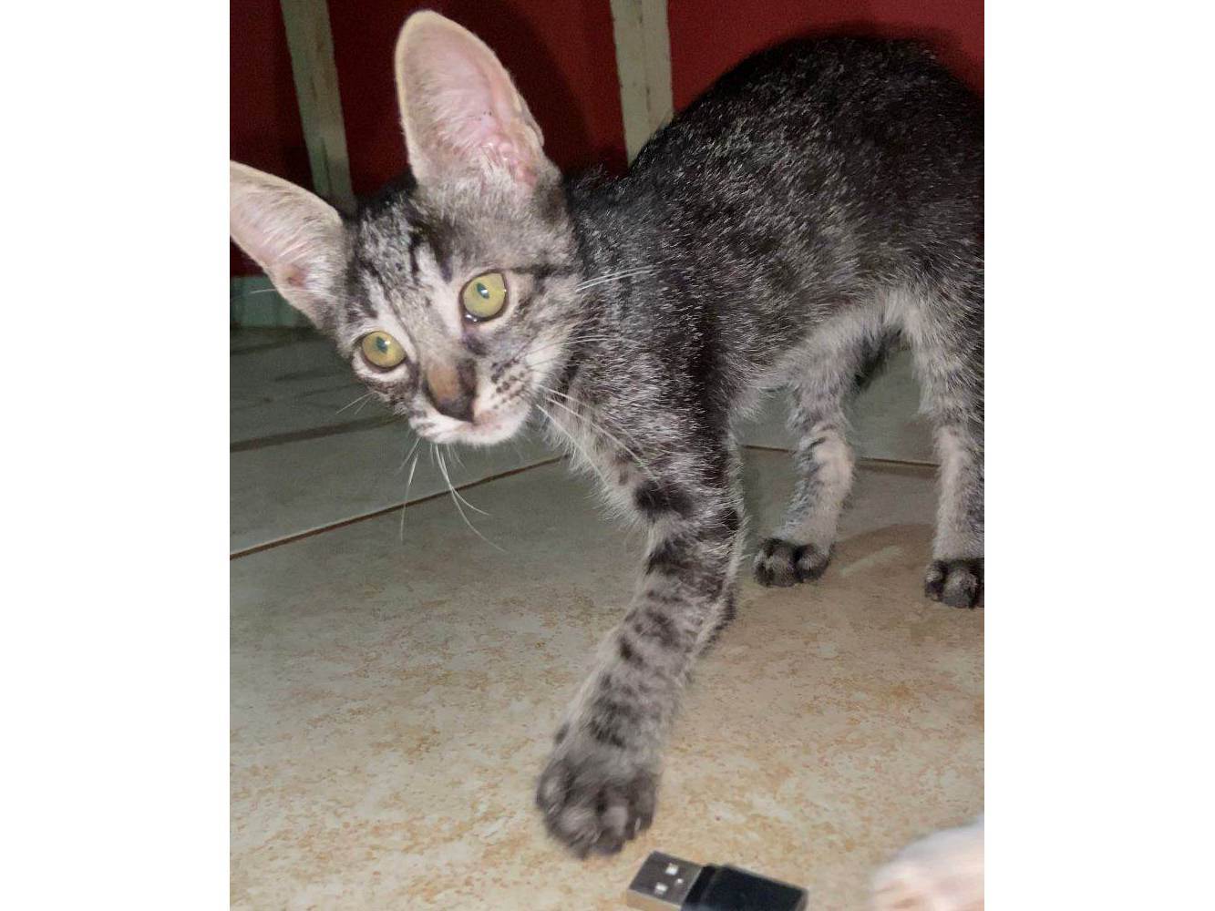 Mel  para adoção | foto 1