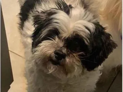 Cao Lhasa apso  Pequeno 5-anos