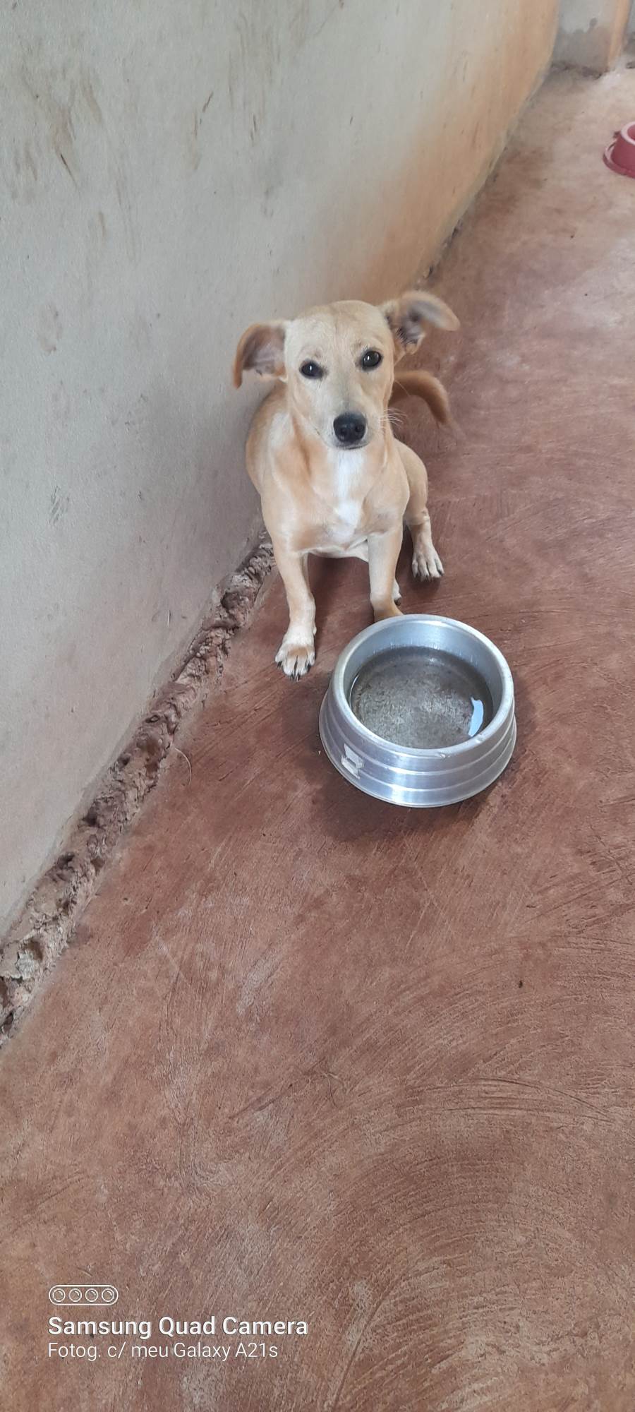 Luna  para adoção | foto 2