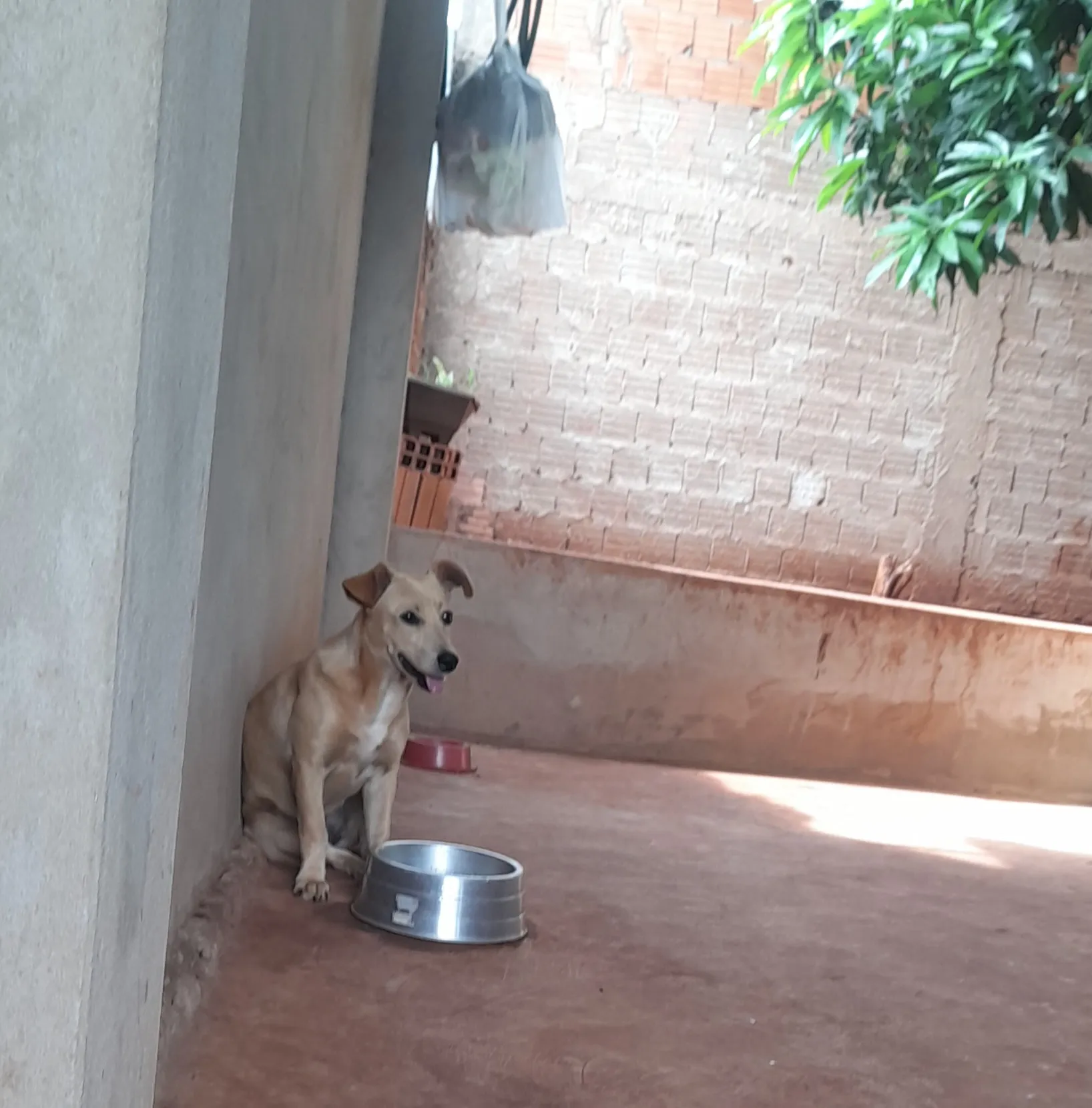 Adoção de Cachorro Campo Grande/MS | Luna | 7 a 11 meses | Raça Vira lata  | tamanho Pequeno | foto 3