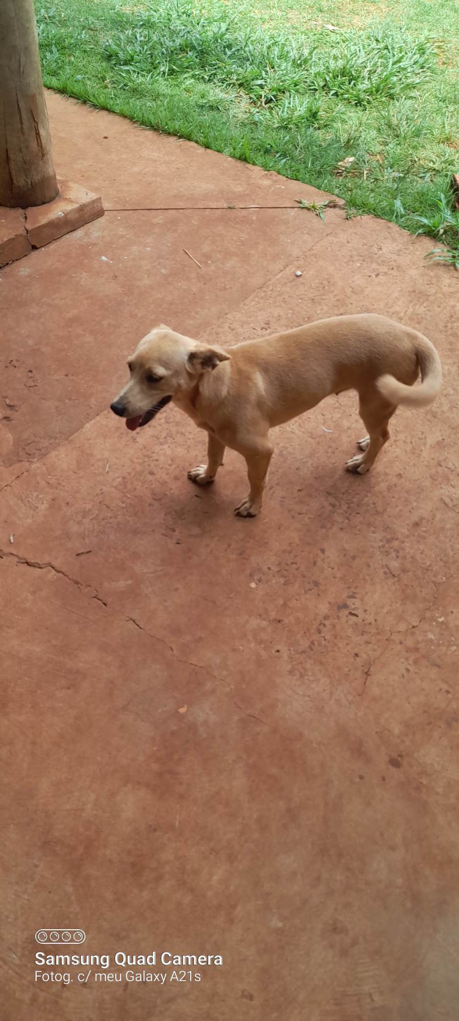 Luna  para adoção | foto 4