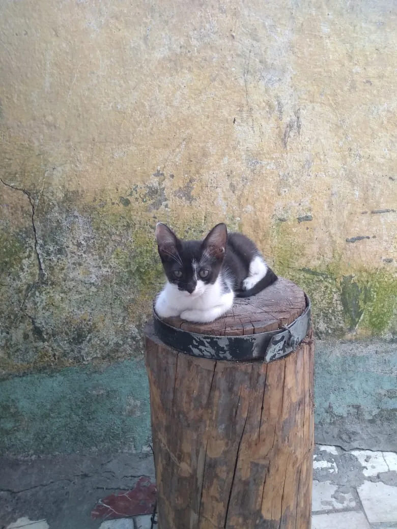 Adoção de Gato Santo André/SP | Sem nome | 2 a 6 meses | Raça Vira lata | tamanho Pequeno | foto 2