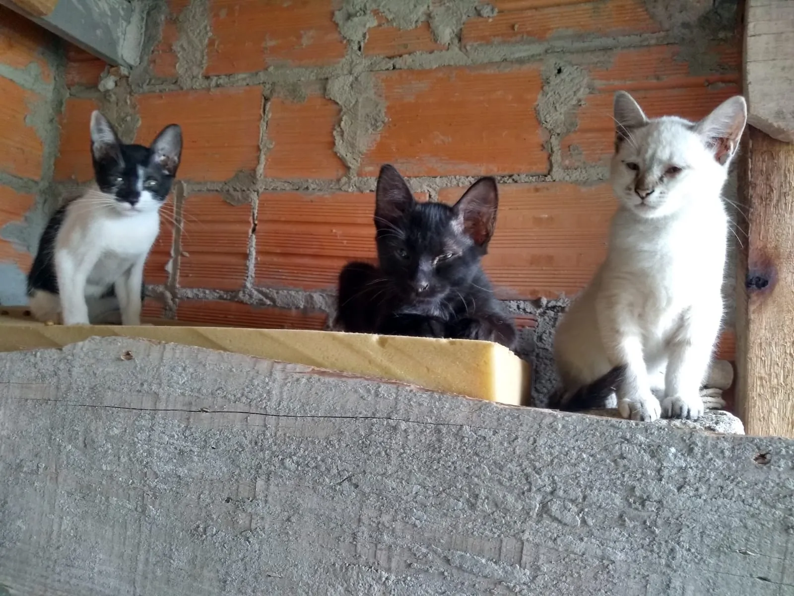 Adoção de Gato Santo André/SP | Sem nome | 2 a 6 meses | Raça Vira lata | tamanho Pequeno | foto 3