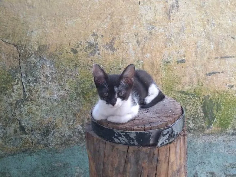 Adoção de Gato Santo André/SP | Sem nome | 2 a 6 meses | Raça Vira lata | tamanho Pequeno | foto 4