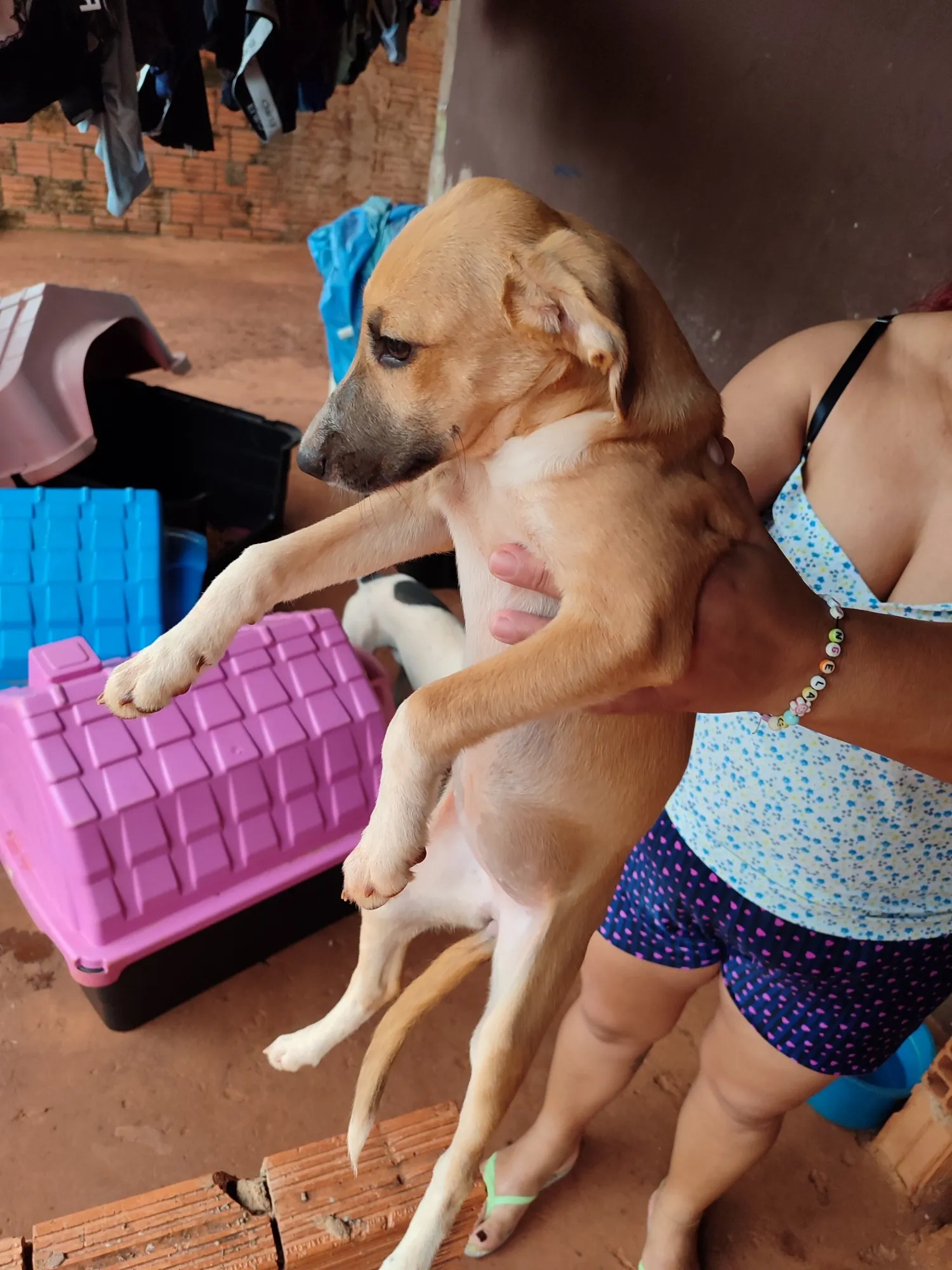 Adoção de Cachorro Campo Grande/MS | Não definido. | 2 a 6 meses | Raça Sem raça  | tamanho Médio | foto 5