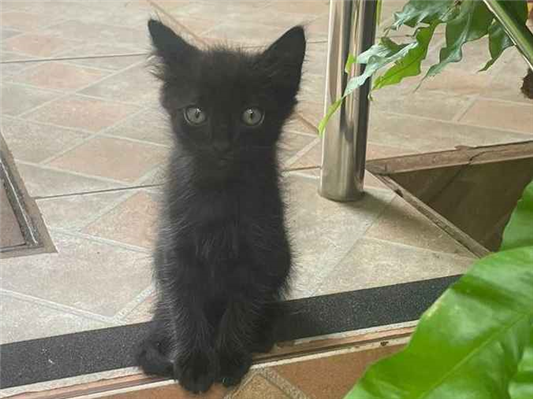 Gato SRD-ViraLata Pequeno 2-a-6-meses
