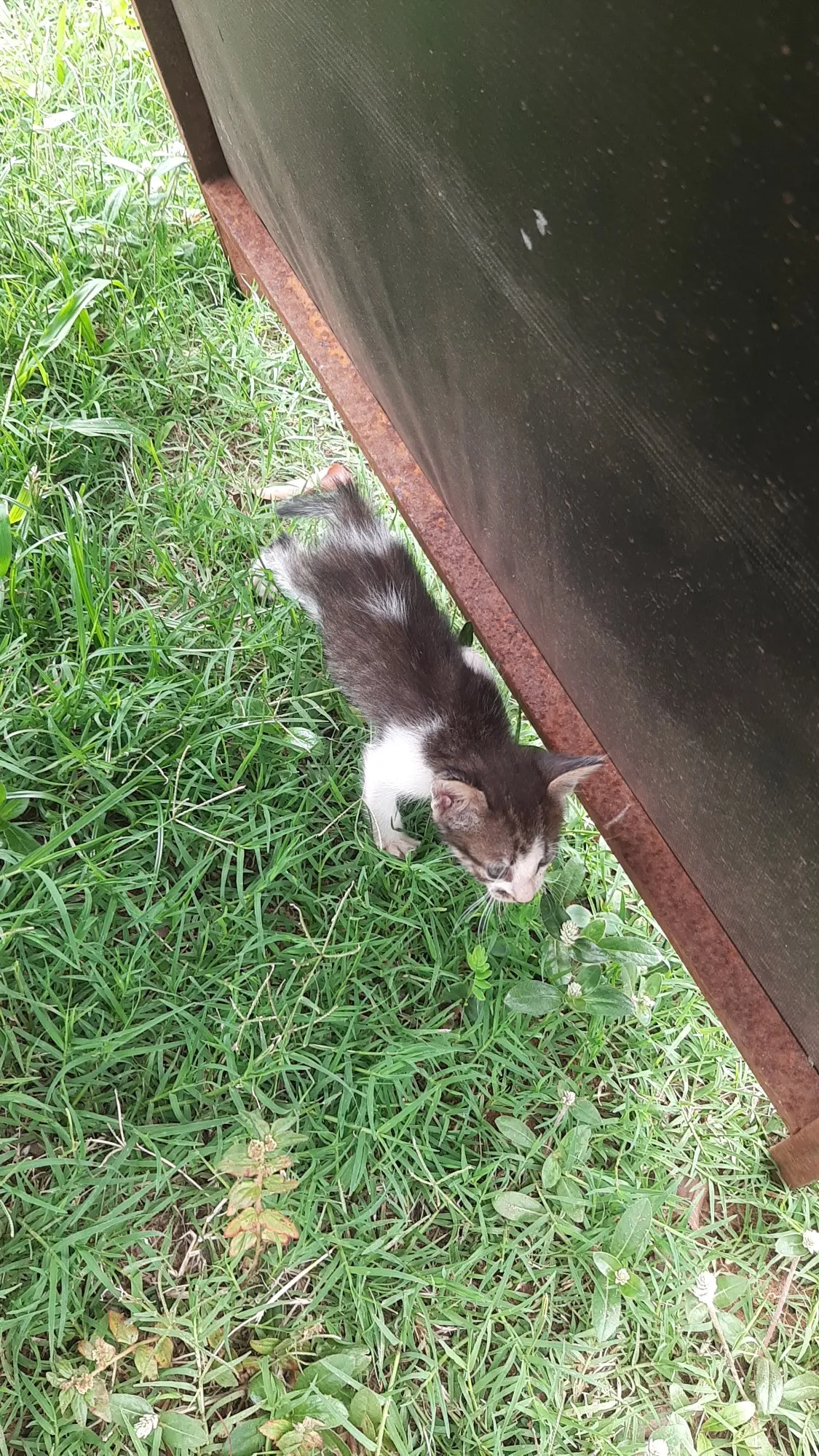 Adoção de Gato Campo Grande/MS | Gato | 2 a 6 meses | Raça SRD-ViraLata | tamanho Pequeno | foto 2