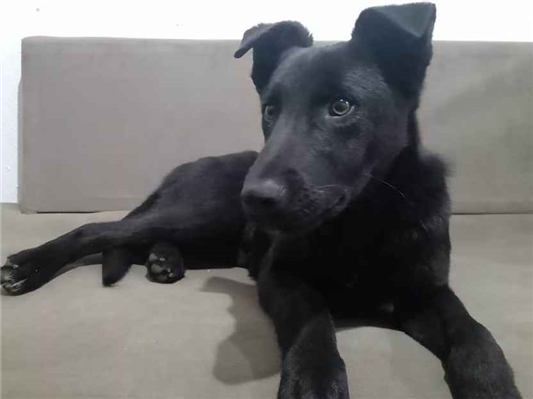 Cachorro tamanho Medio Macho 2-anos para adoção
