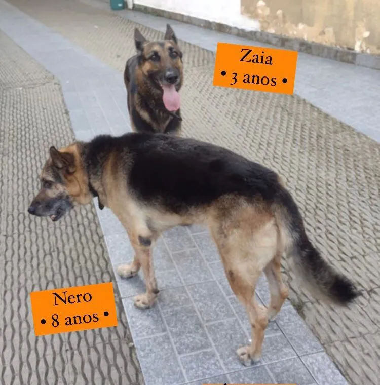 Adoção de Cachorro Santos/SP | Zaia & Nero |  | Raça pastores belga | tamanho Grande | foto 2