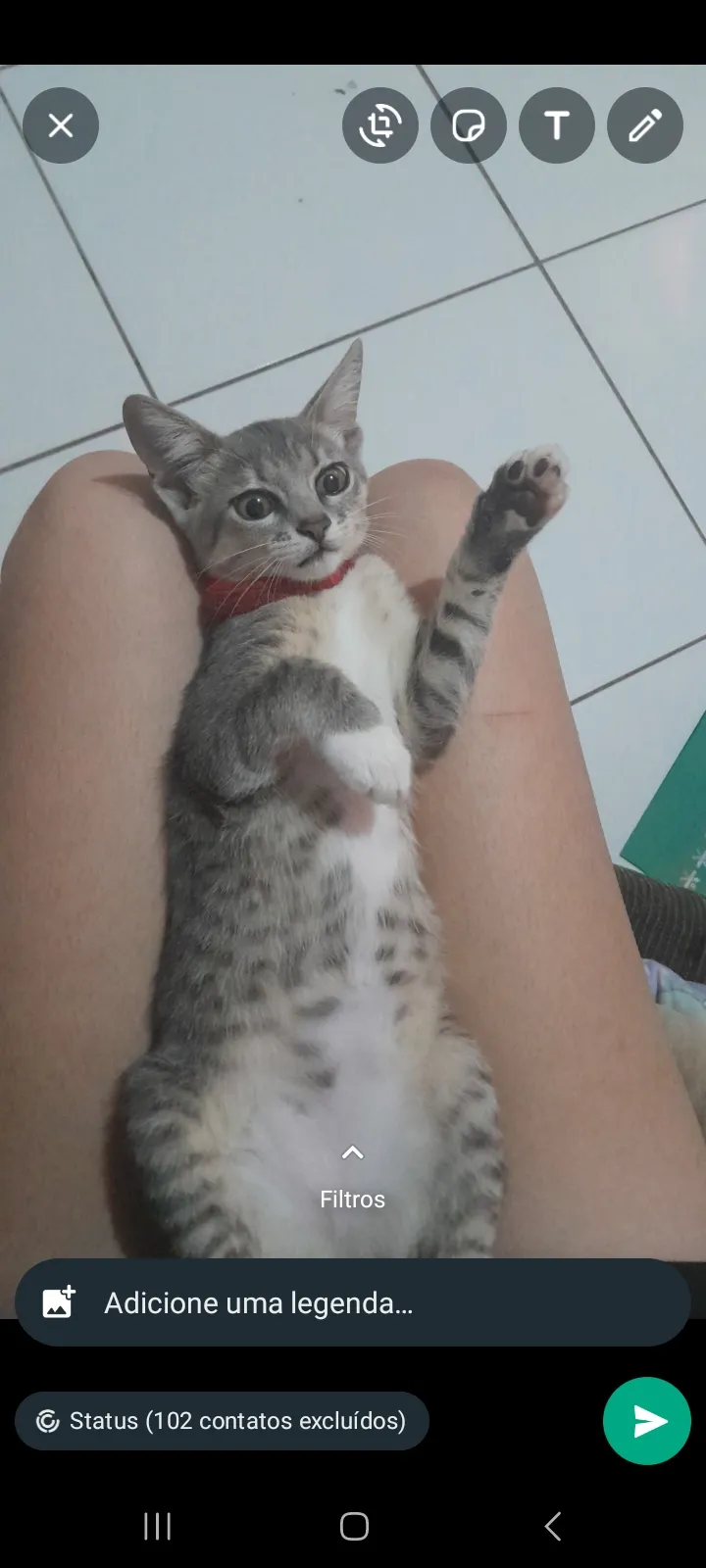 Gato Encontrado Taubaté/SP | Amora  | 2 a 6 meses | Raça Gato  | tamanho Pequeno | foto 2
