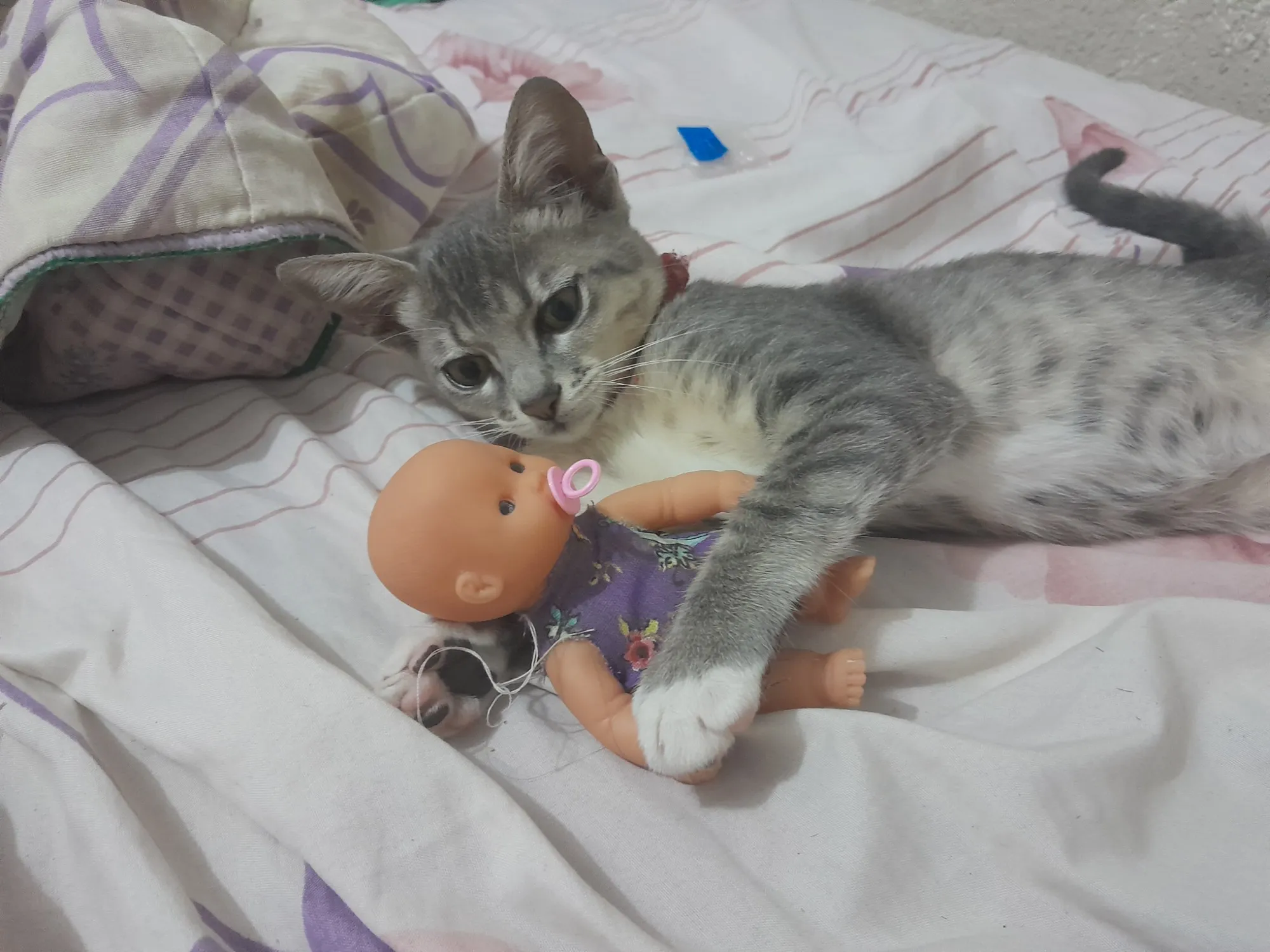 Gato Encontrado Taubaté/SP | Amora  | 2 a 6 meses | Raça Gato  | tamanho Pequeno | foto 3