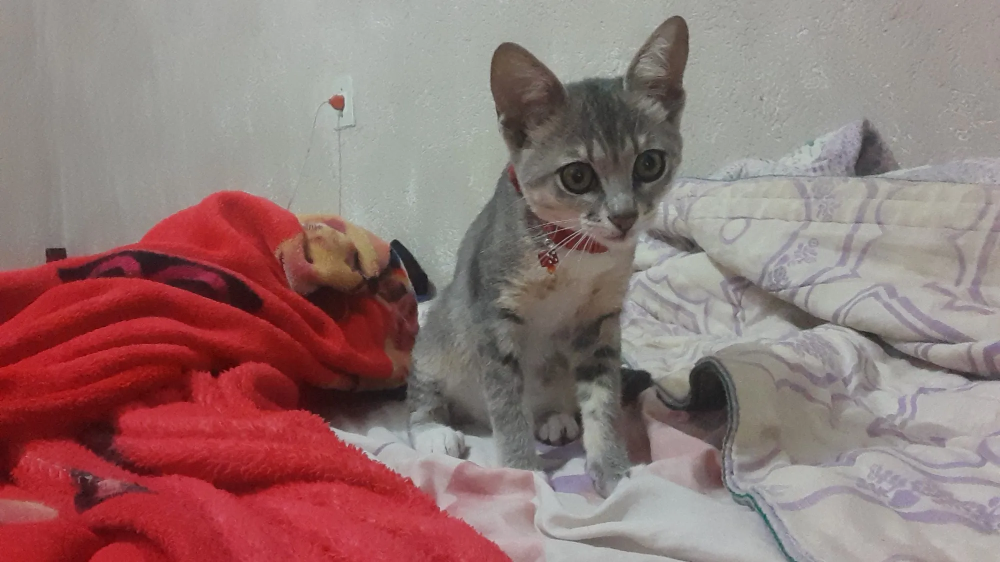 Gato Encontrado Taubaté/SP | Amora  | 2 a 6 meses | Raça Gato  | tamanho Pequeno | foto 4