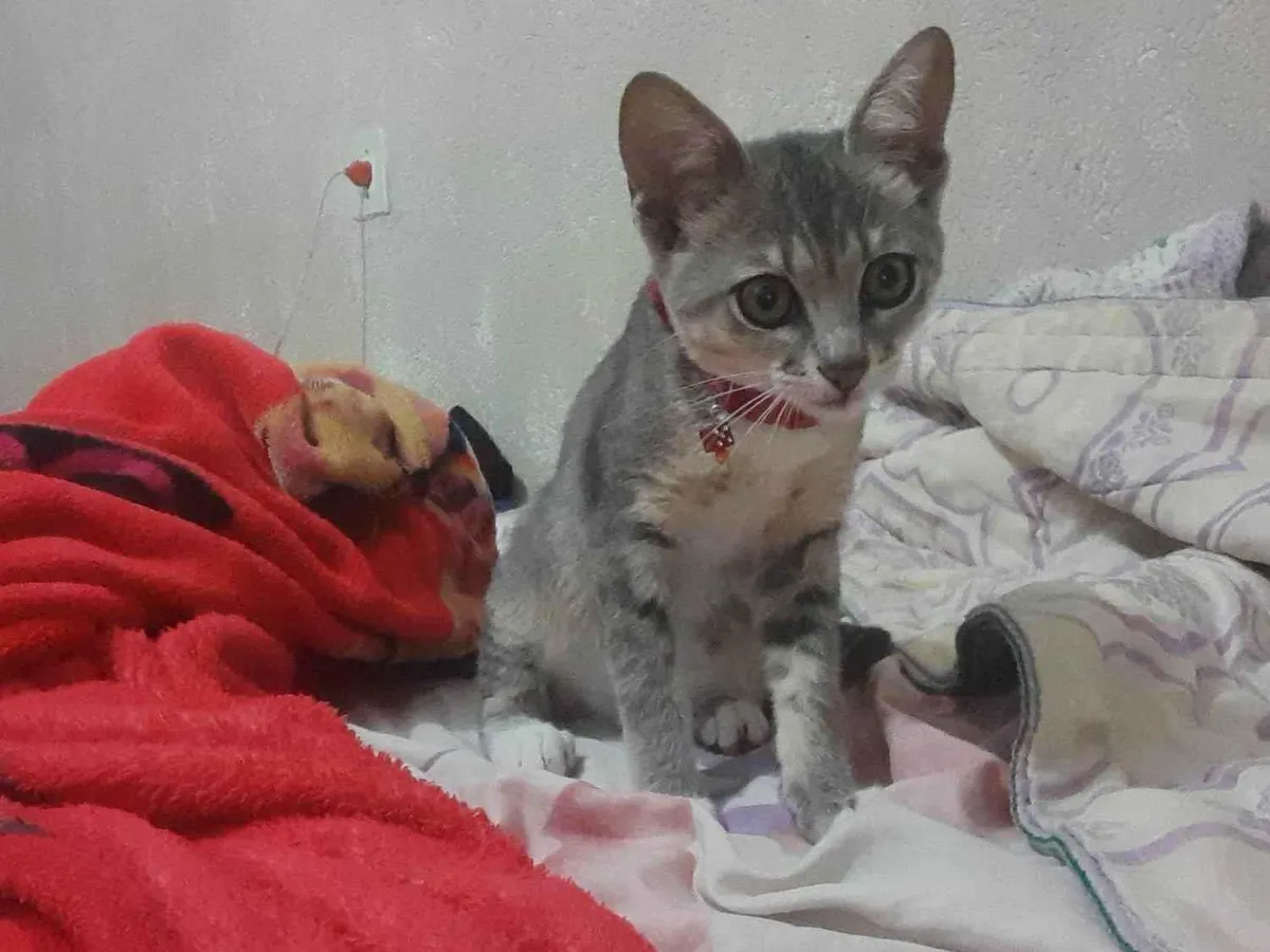 Gato Encontrado Taubaté/SP | Amora  | 2 a 6 meses | Raça Gato  | tamanho Pequeno | foto 1