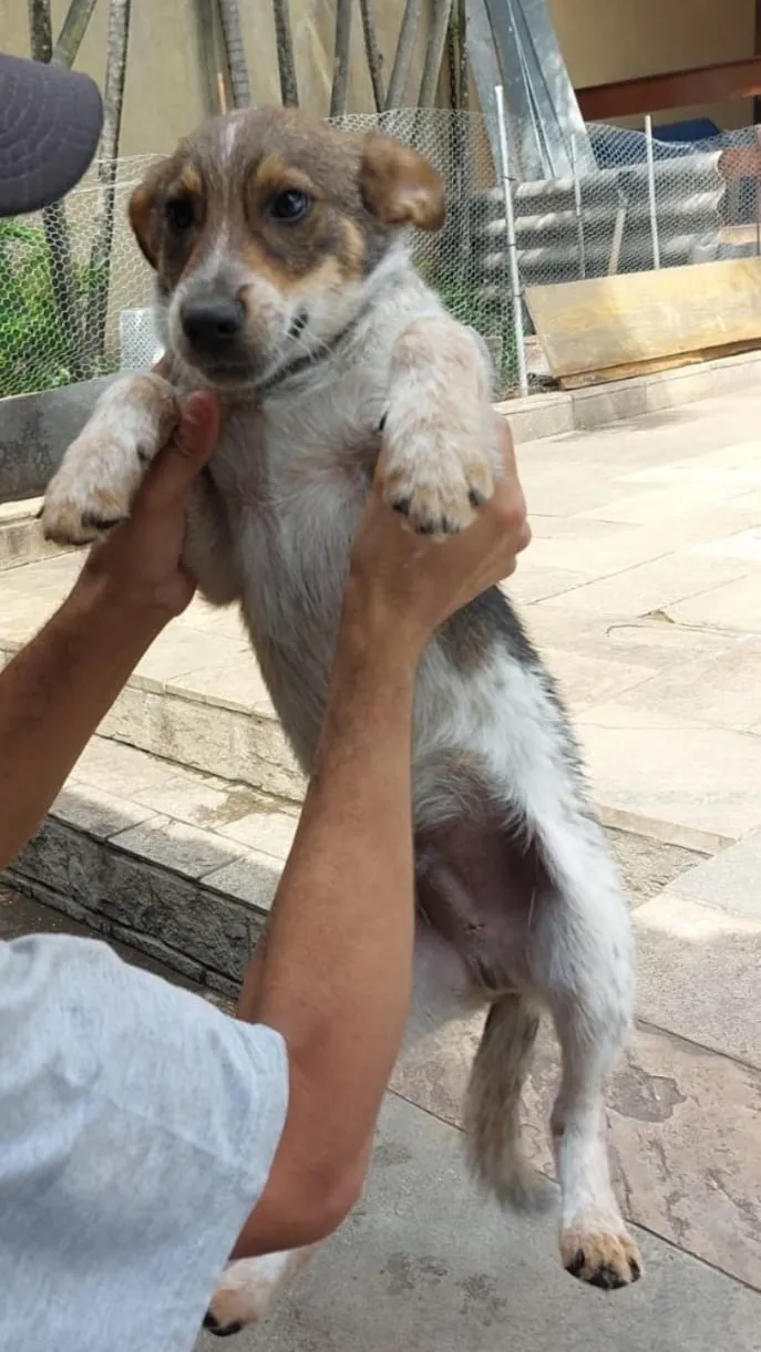 Adoção de Cachorro São Paulo/SP | Kim | 2 a 6 meses | Raça SRD-ViraLata | tamanho Pequeno | foto 2