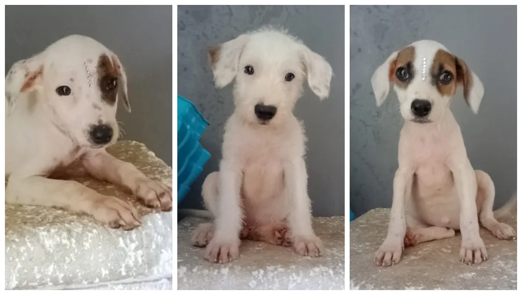 Adoção de Cachorro São Paulo/SP | Bebês | 2 a 6 meses | Raça SRD-ViraLata | tamanho Médio | foto 3