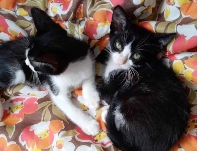 Gato SRD Pequeno Abaixo-de-2-meses