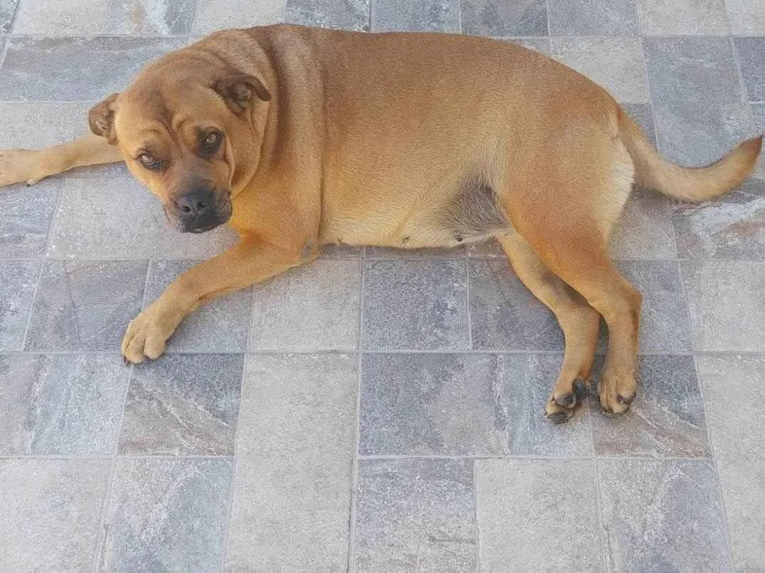 Adoção de Cachorro São Paulo/SP | Maju | 3 anos | Raça Rottweiler | tamanho Grande | foto 1