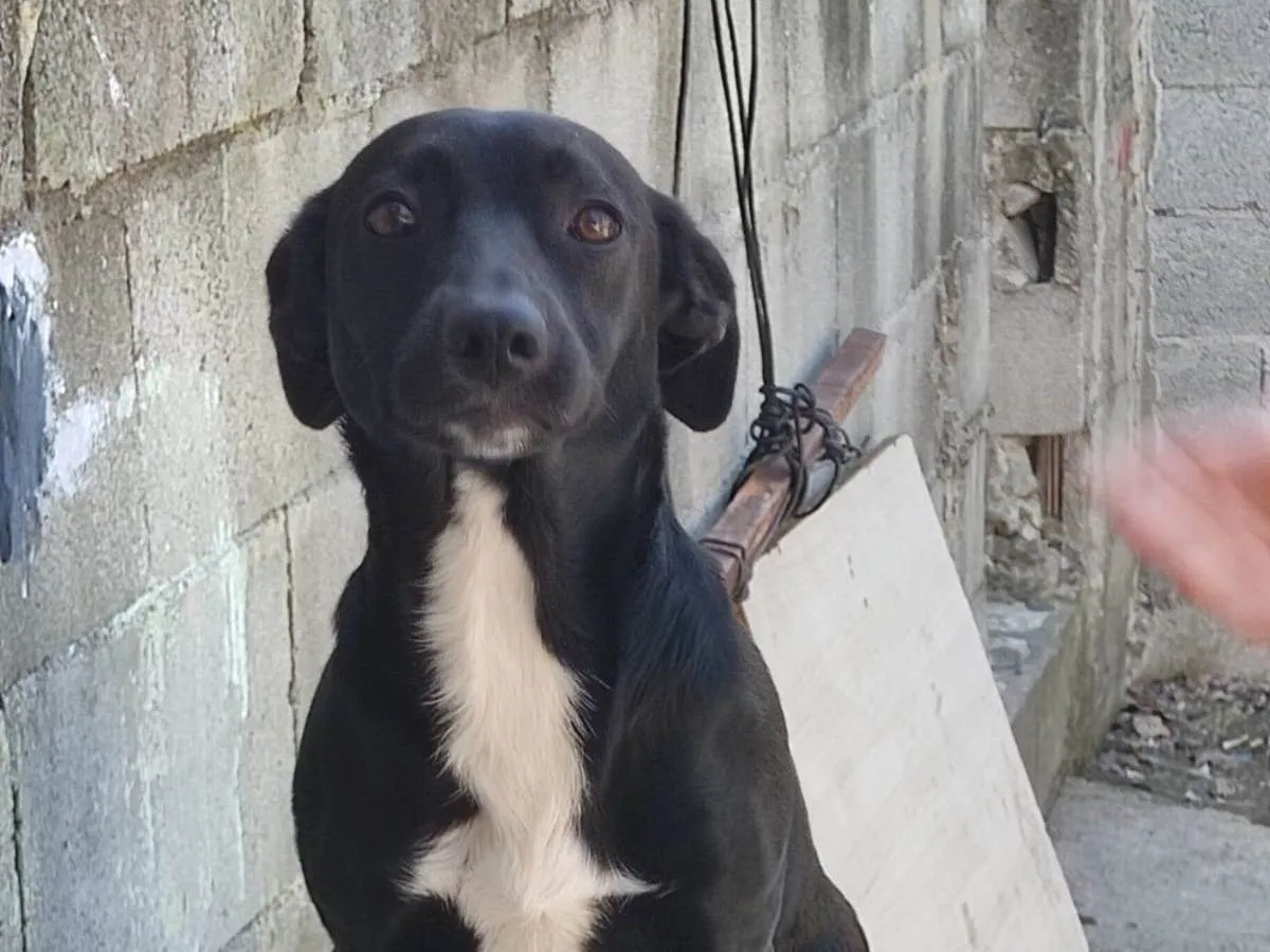Adoção de Cachorro São Paulo/SP | Skar  | 2 anos | Raça SRD-ViraLata | tamanho Médio | foto 5