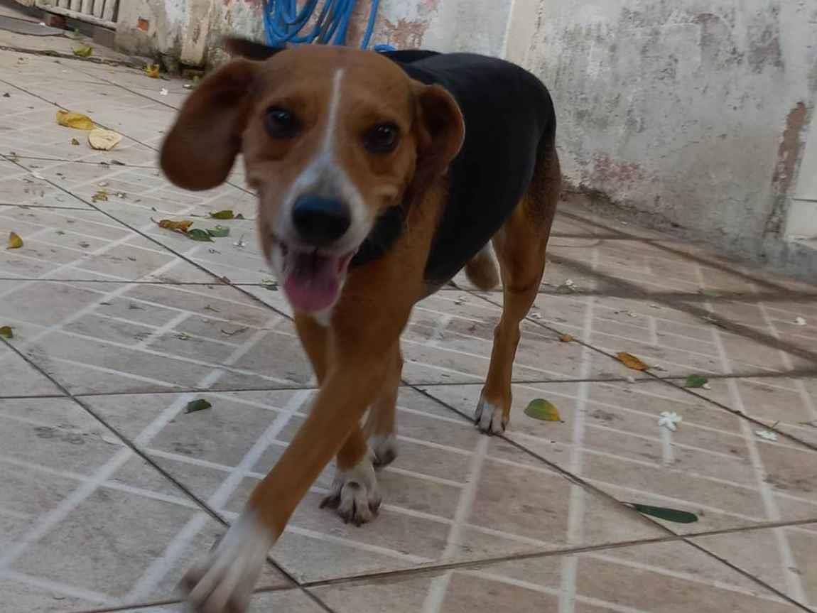 Adoção de Cachorro Vila Velha/ES | Farinha | 5 anos | Raça SRD-ViraLata | tamanho Médio