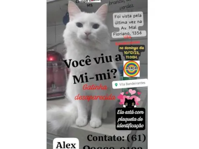 Gato  Medio 3-anos