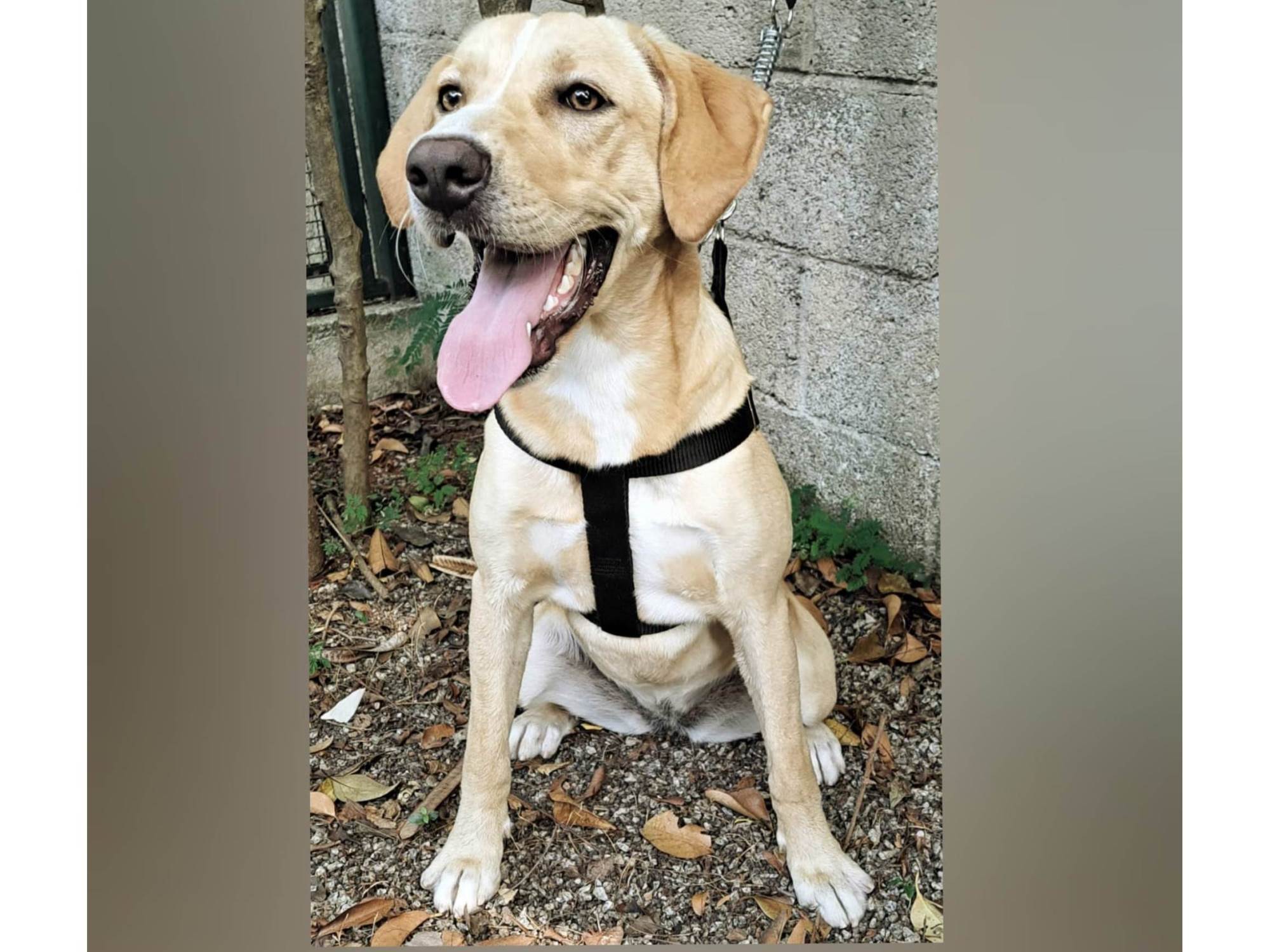 Adoção de Cachorro São Paulo/SP | Bolt | 2 a 6 meses | Raça SRD-ViraLata | tamanho Médio