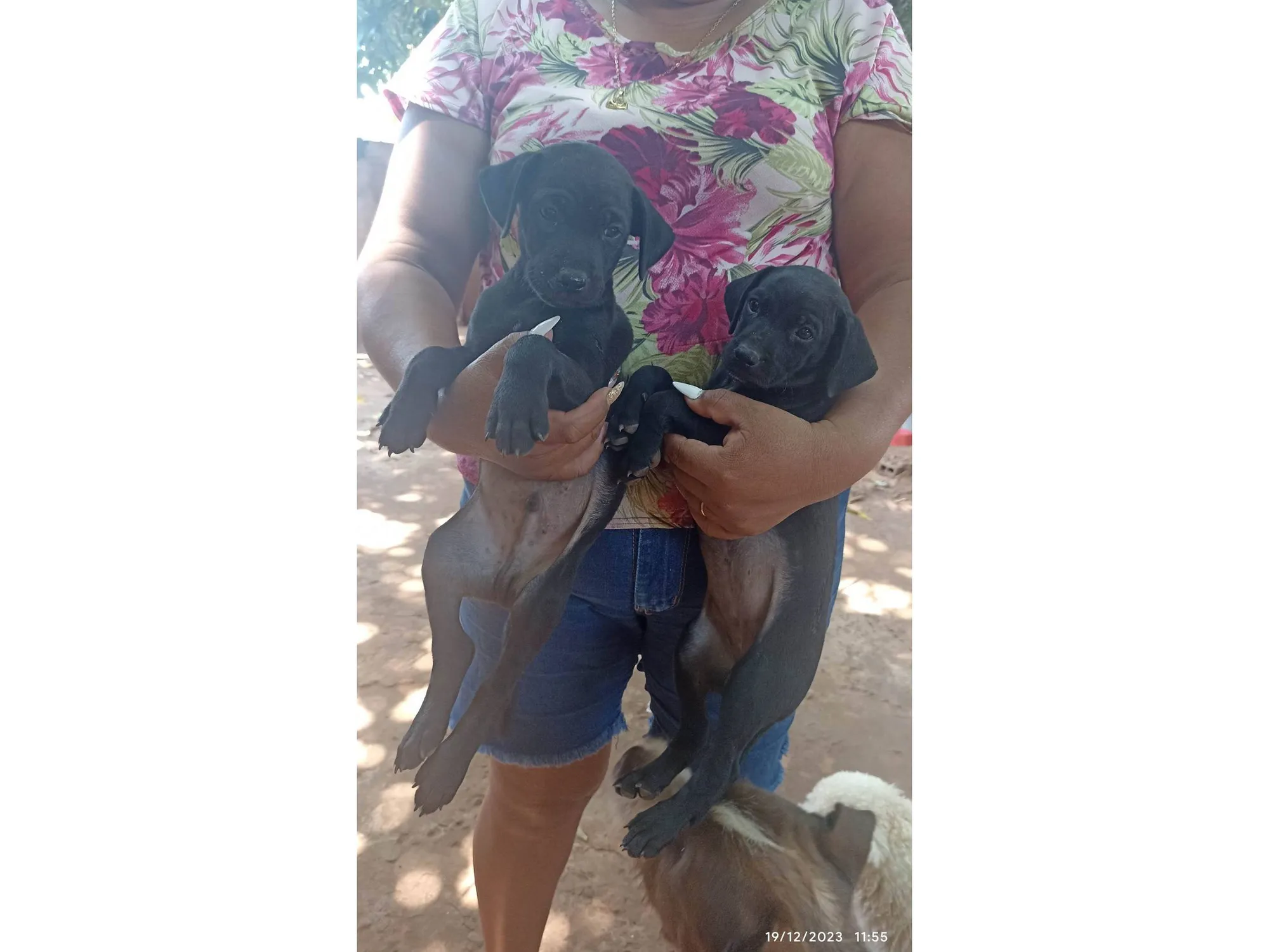 Adoção de Cachorro Campo Grande/MS | Fêmea e machinho  |  | Raça ViraLata | tamanho Médio | foto 3