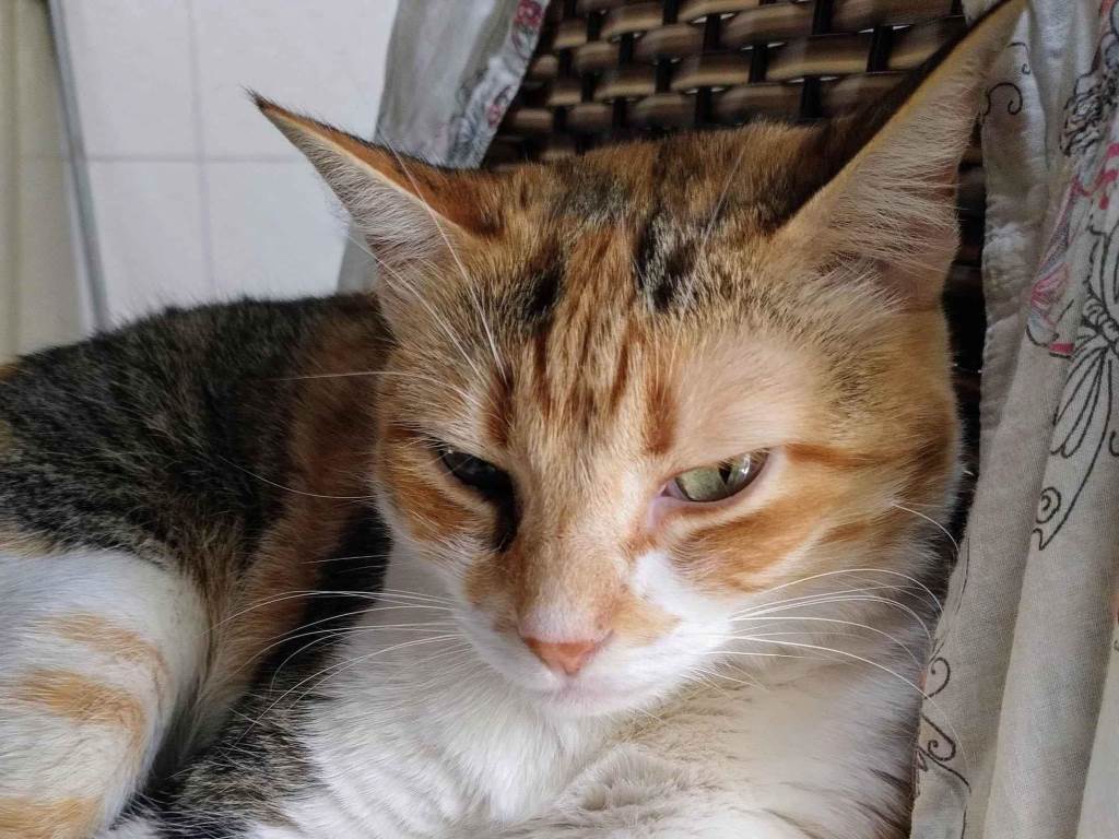 Adoção de Gato São José dos Campos/SP | Neguinha  | 2 anos | Raça Srd | tamanho Pequeno