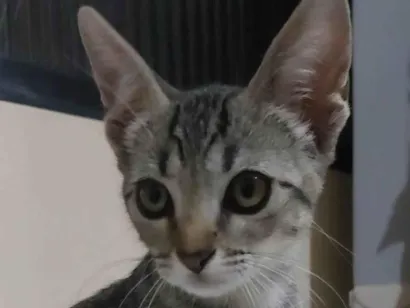 Gato  Pequeno 2-a-6-meses