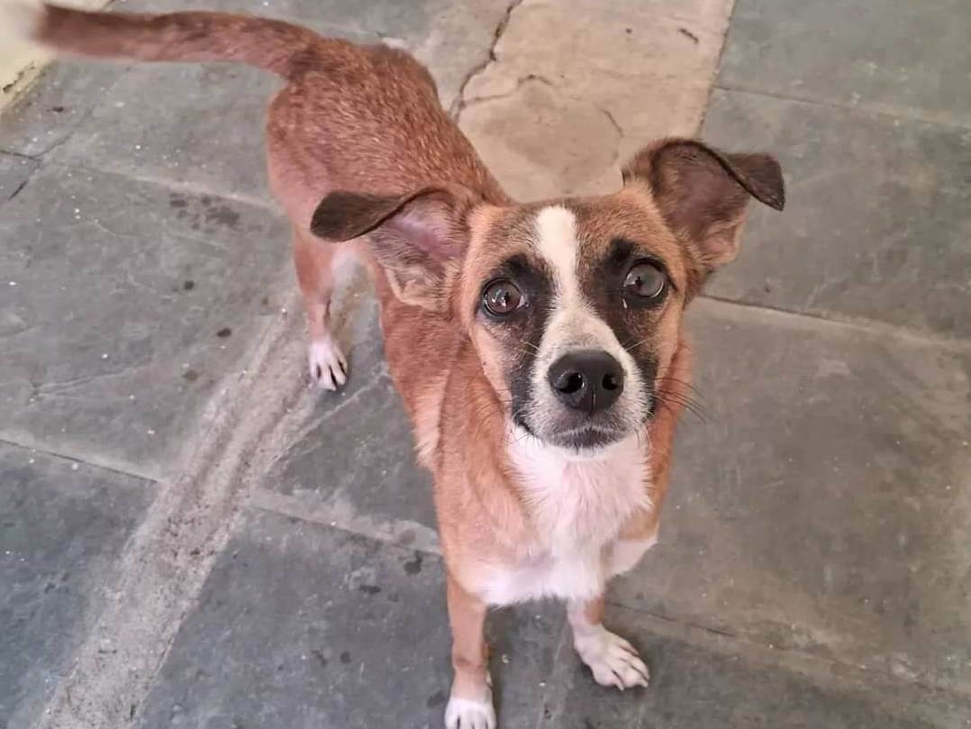 Adoção de Cachorro Rio de Janeiro/RJ | Lila | 2 a 6 meses | Raça SRD | tamanho Médio