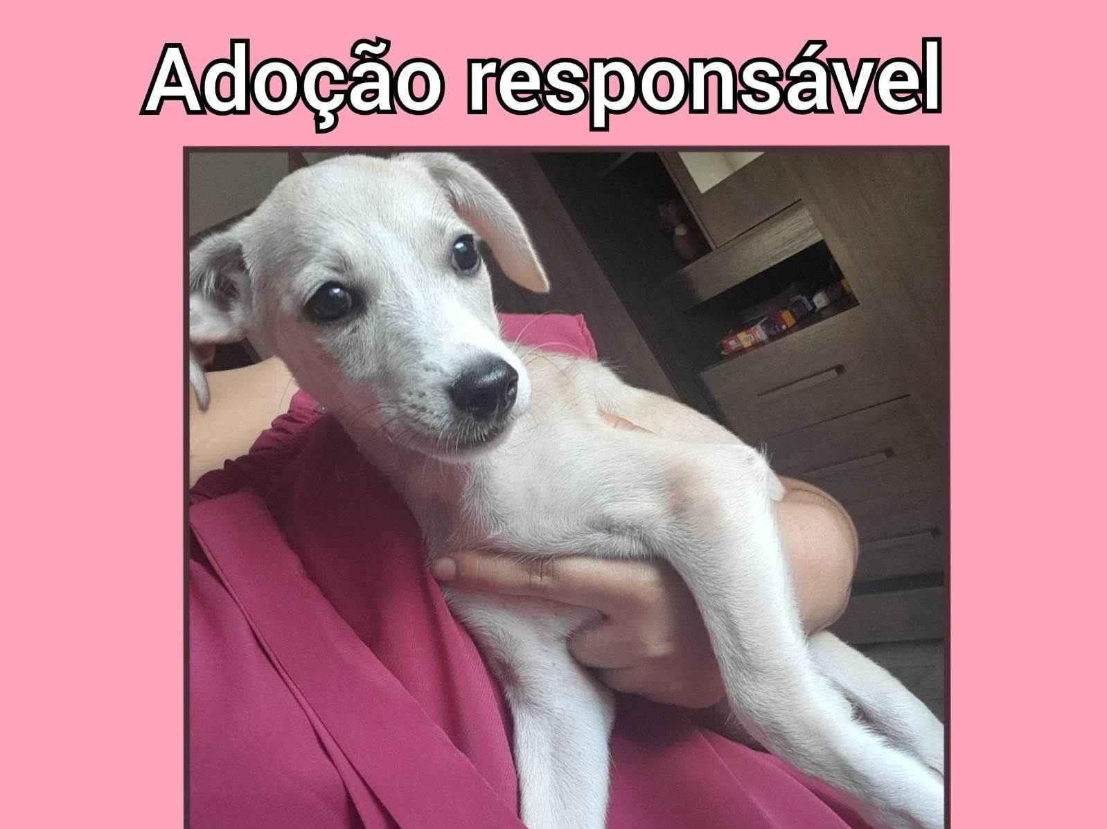 Adoção de Cachorro Anápolis/GO | Anarelinho | 2 a 6 meses | Raça Indefinida | tamanho Médio