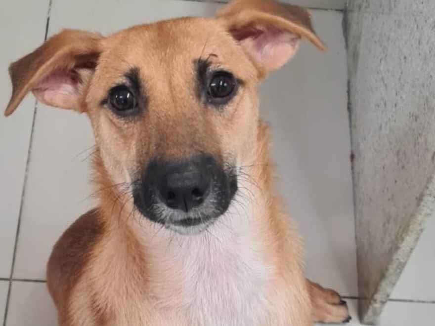 Adoção de Cachorro São Paulo/SP | Cookie | 4 anos | Raça Sem raça definida | tamanho Médio