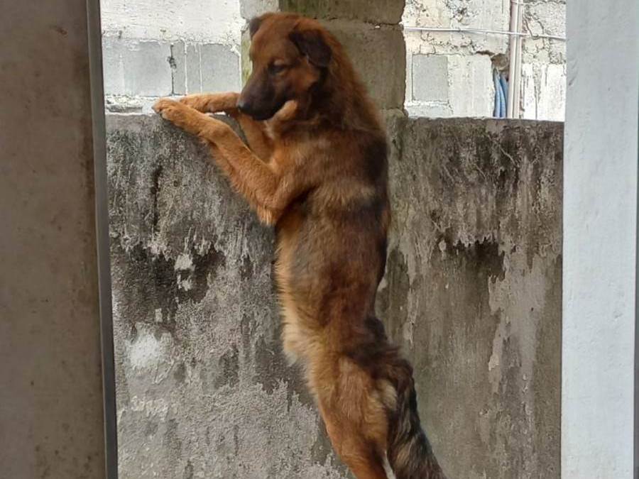 Adoção de Cachorro Mogi das Cruzes/SP | Tor | 2 anos | Raça SRD-ViraLata | tamanho Médio