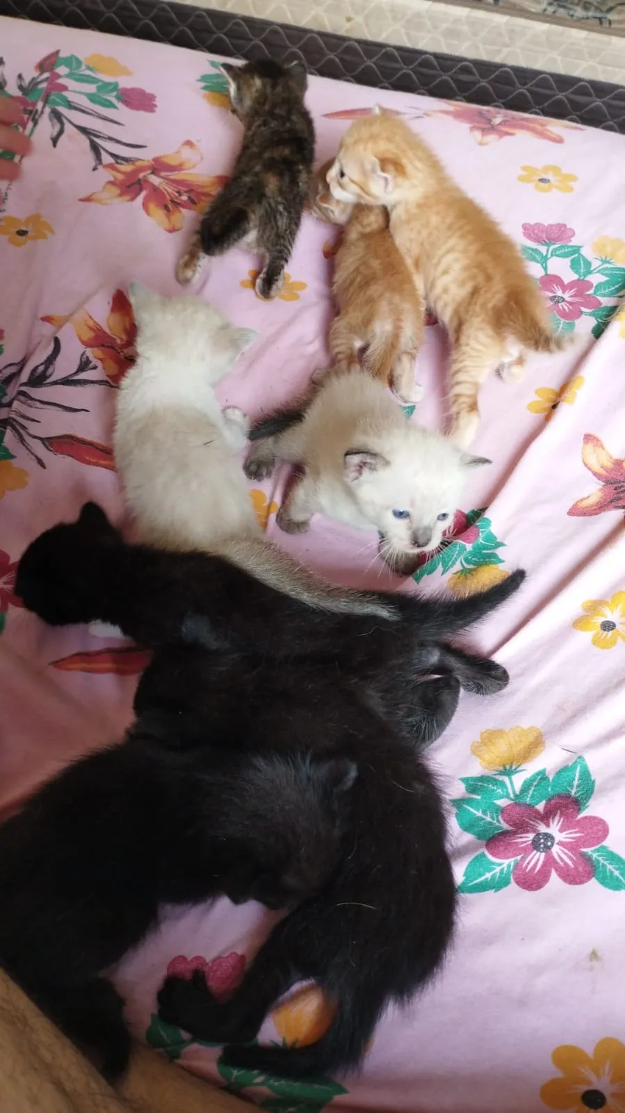 Adoção de Gato Campo Grande/MS | Gatos siamês  | Filhote | Raça Siamês  | tamanho Pequeno | foto 2