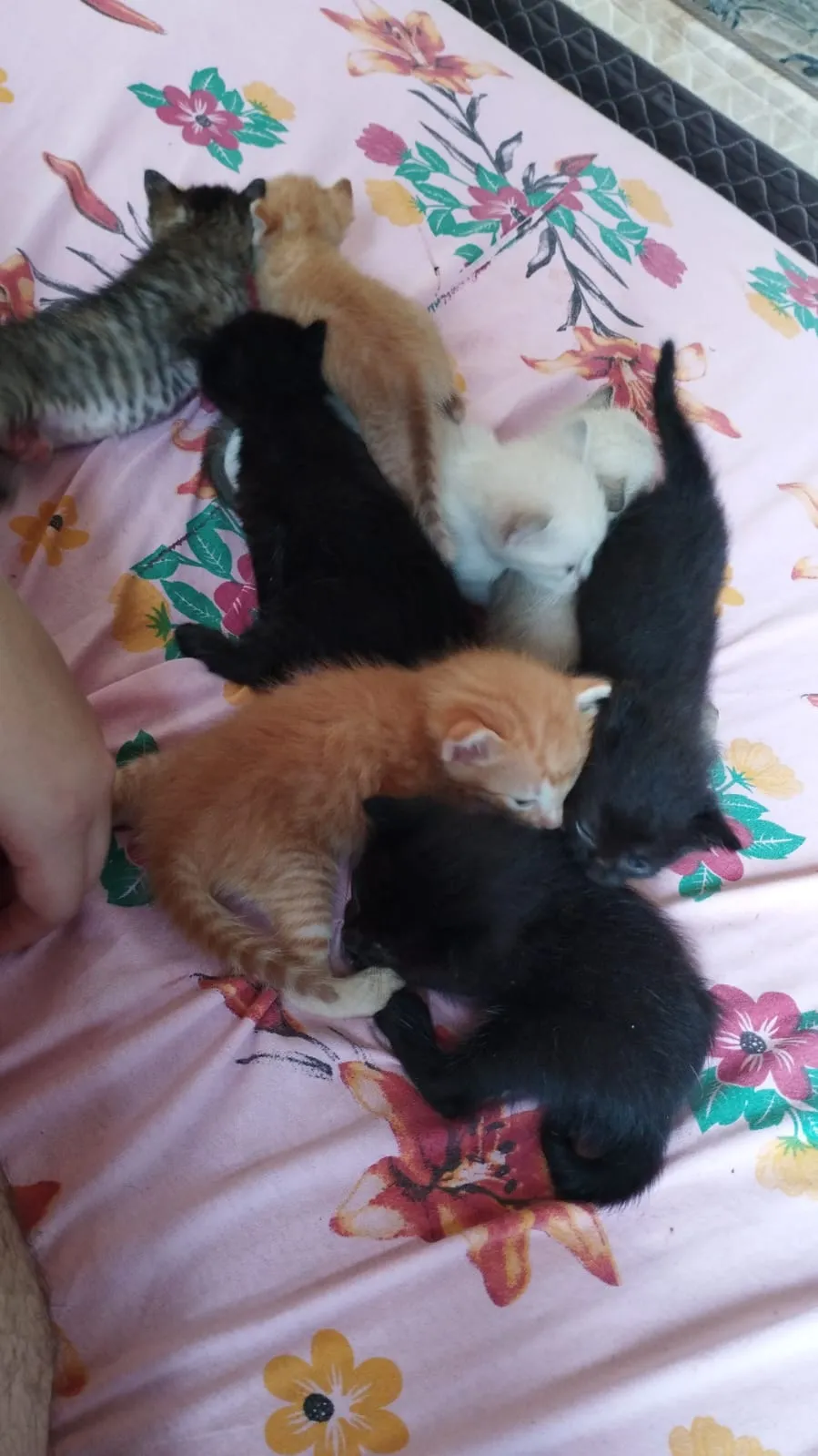 Adoção de Gato Campo Grande/MS | Gatos siamês  | Filhote | Raça Siamês  | tamanho Pequeno | foto 3
