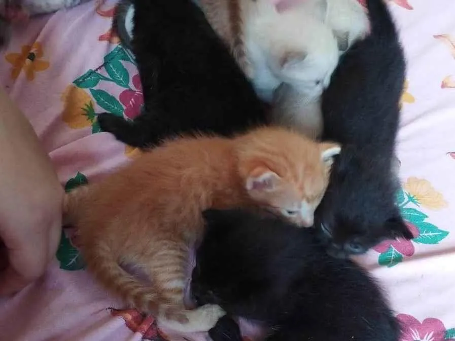 Adoção de Gato Campo Grande/MS | Gatos siamês  | Filhote | Raça Siamês  | tamanho Pequeno | foto 1