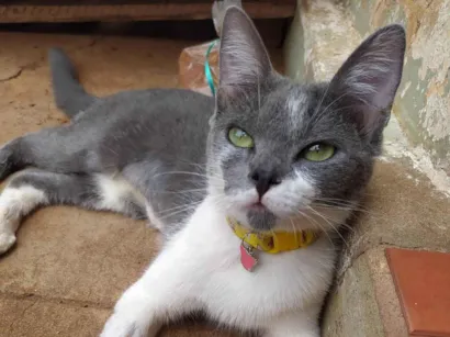 Gato SRD Pequeno 3-anos