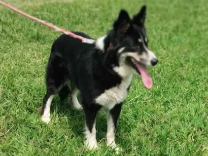 Cao Border collie  Grande 4-anos
