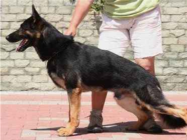 Cachorro tamanho Grande Macho 4-anos para adoção