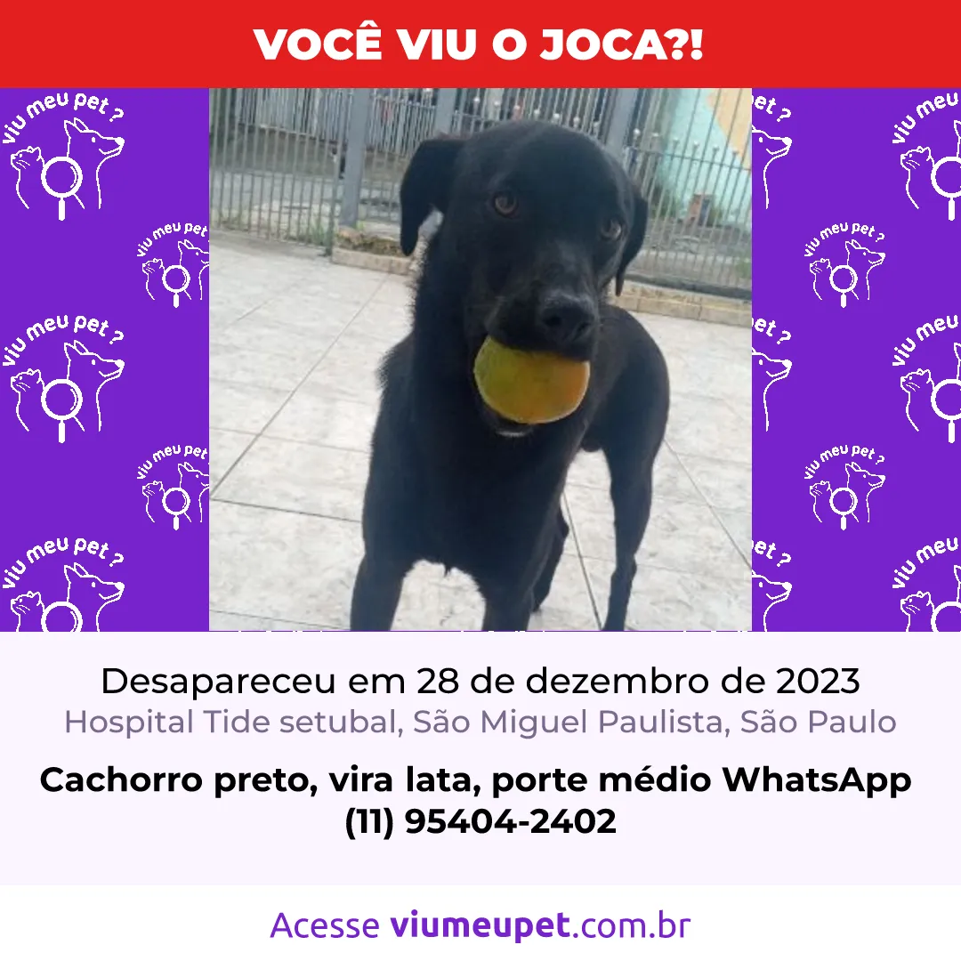 Procura-se esse Cachorro São Paulo/SP | Joca | 1 ano | Raça SRD-ViraLata | tamanho Médio | foto 2