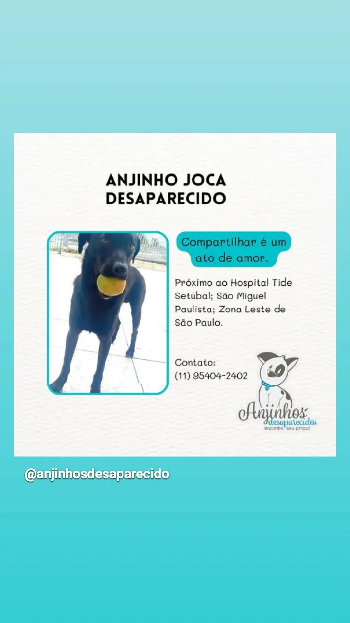 Procura-se esse Cachorro São Paulo/SP | Joca | 1 ano | Raça SRD-ViraLata | tamanho Médio | foto 3