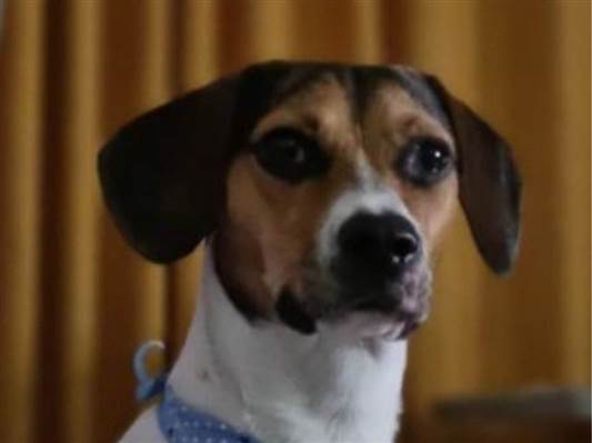 Cao Beagle Pequeno 2-anos