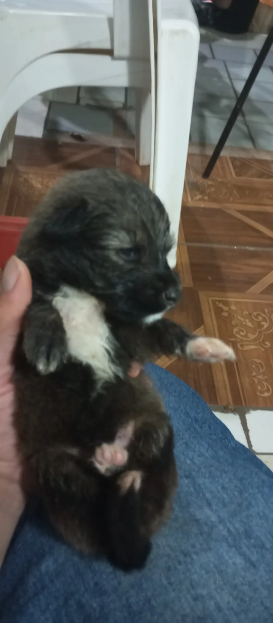 Adoção de Cachorro Campo Grande/MS | Doação de filhotes  | Filhote | Raça SRD-ViraLata | tamanho Pequeno | foto 4